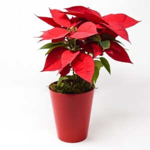 The Poinsettia