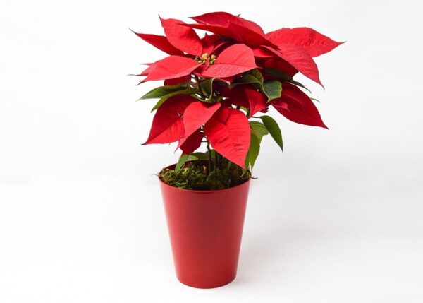 The Poinsettia